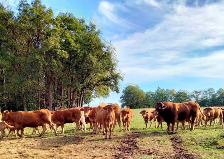 Élevage vache limousine Saint-Junien