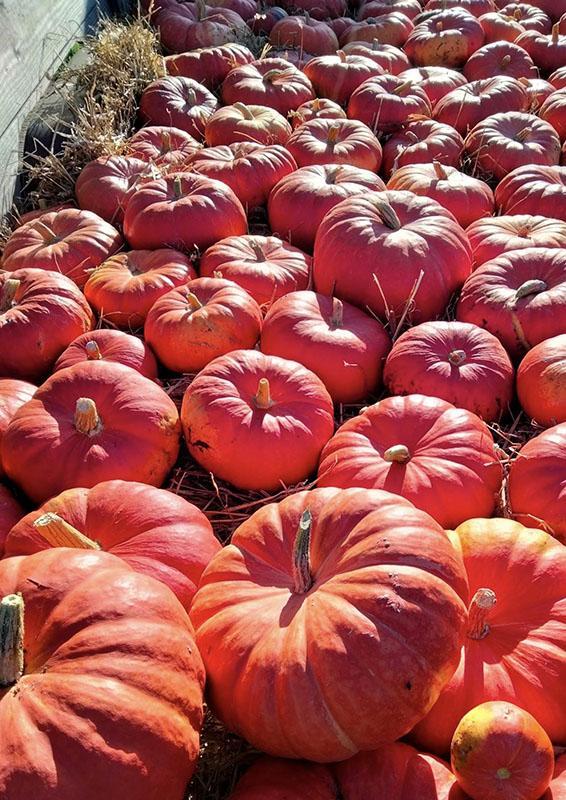 Producteur de légumes Saint-Junien