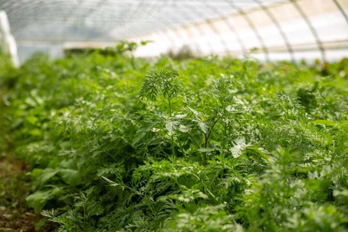 Producteur de légumes Saint-Junien