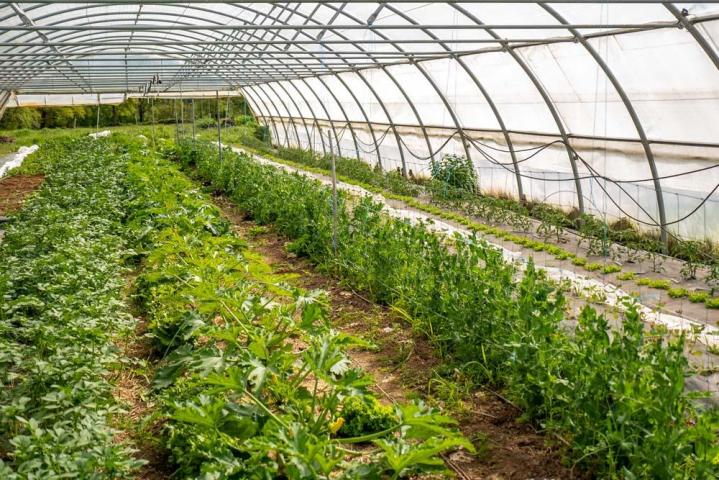 Producteur de légumes Saint-Junien