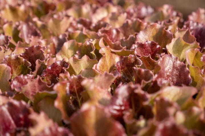 Producteur de légumes Saint-Junien