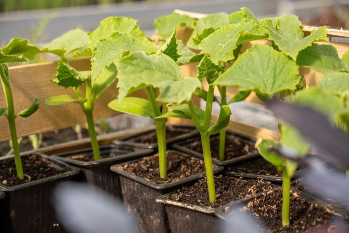 Producteur de légumes Saint-Junien