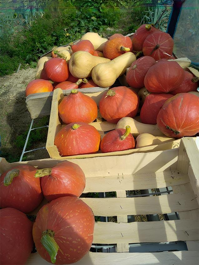 Élevage vache limousine Saint-Junien